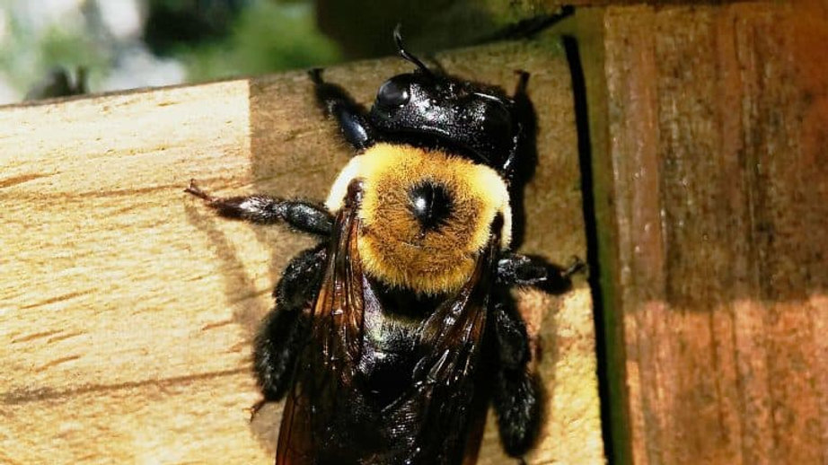 Carpenter Bee Control